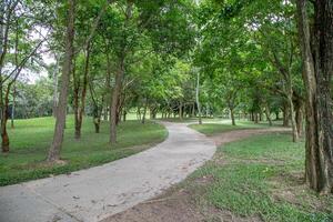 Walkway under big trees. photo