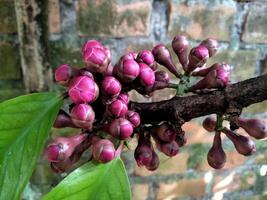 Malay apple flower. Malay apple or Syzygium malaccense is a kind of popular fruit tree originally from Indo-Malayan-Region or South East Asia. photo