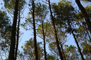 Low angle of tall pine tree forest in a bright summer day photo