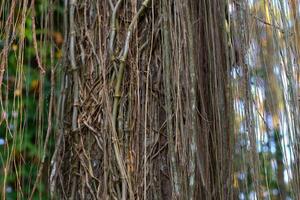 Hanging root vines on a tree trunk in a forest photo