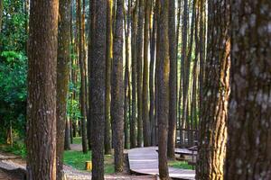 Pine tree trunk in a forest park with a path in the background photo