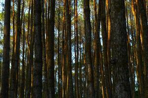 pine tree trunk in a forest with sunlight photo
