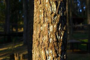 Close up of pine tree trunk in the forest in a sunny day photo