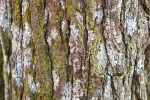 Abstract texture of pine tree bark with moss on the surface suitable as natural background photo