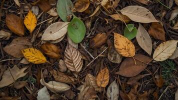 Exploring the Beauty of Fallen Leaves in a Forest Setting photo