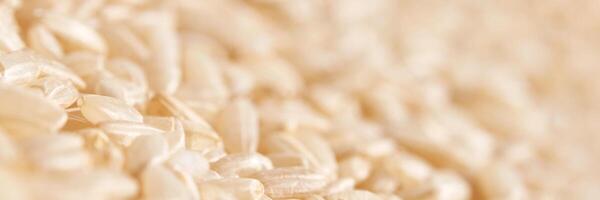 A background of dry brown rice grains showcases the integral, uncooked basmati texture. The macro view highlights the raw nature of this organic, whole food. Horizontal banner photo