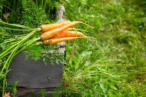 A bunch of several fresh, juicy carrots with leaves lies near the green beds photo
