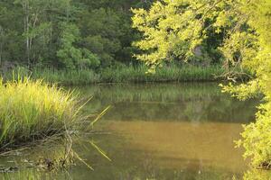 Landscape Around The Edward Ball Boardwalk Nature Trail In Pensacola Florida USA photo