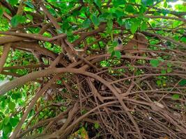 branches of tree in the form of camping in the forest photo