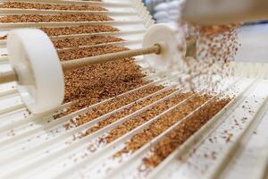 Grain sorting machine, Paddy machine sorts grains of one crop, separates grain peeling products photo