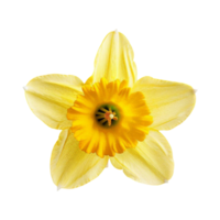 Single bright yellow daffodil blooms against a transparent background The flower is in full focus its delicate petals and vibrant center on display png