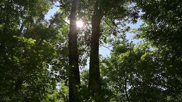 Walking in green forest with morning sun ray illuminating through the big trees under blue sky. Looking up forward POV camera shot. Low angle view shot. Hiking in the summer. video
