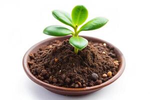 Small plant isolated on white background photo