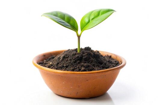 Small plant isolated on white background photo