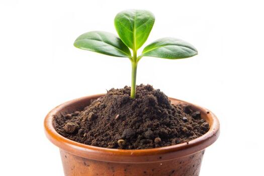 Small plant isolated on white background photo