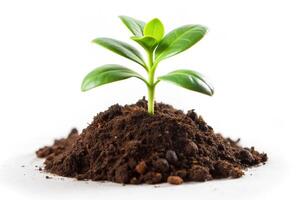 Small plant isolated on white background photo