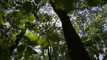 Low angle view POV shot walking through rainforest under morning sunlight. Looking up lush foliage trees and moving forward under sun rays with blue sky. video