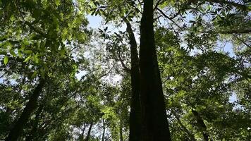 verano excursionismo debajo rayo de sol con denso lozano follaje arboles en tropical selva. bajo ángulo ver movimienot. ambiental conservación. video