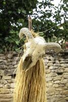 Goat skull with horns photo