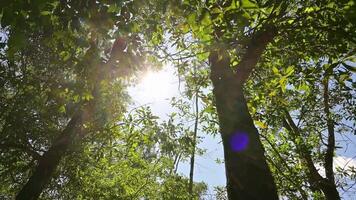 Beautiful summer hiking under the shade of green trees in tropical rainforest. Looking up moving forward through the treetops against sun ray with blue sky. Low angle view shot. video