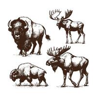 Hand Drawn Moose and Bison Illustration vector