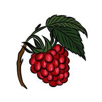 A branch of ripe red raspberries. Seasonal berries, ingredient, raspberry flavour. Objects for design patterns, backgrounds. Raspberries in engraving style. vector