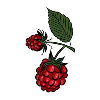 Raspberries in engraving style. A branch of ripe red raspberries. Seasonal berries, ingredient, raspberry flavour. Objects for design patterns, backgrounds. vector