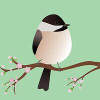 A very cute Chickadee bird in the shape of an egg. Blue background. The bird sits on a branch with pink blossoms. vector