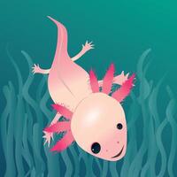 A digital drawing of an axolotl. The salamander is swimming in the water with aquatic colored background. You see the animal on its back. The axolotl looks very friendly. Sweet picture. vector