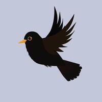 Blackbird flying. Cut out on a light blue background. It is a male bird. vector