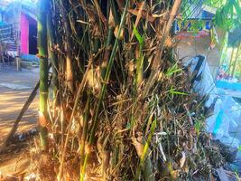 bamboo in the garden photo