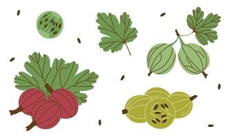 Gooseberry clip art. Whole berries, half, seeds and leaves isolated on white. Colored icon set in simple flat design. vector