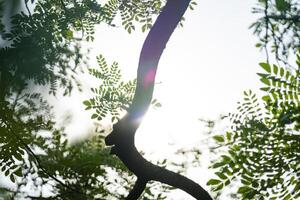 Tree leaf and branch flare light from above of the tree for Nature Background. photo