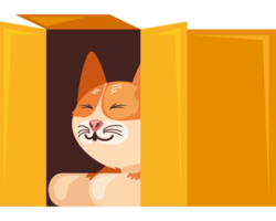 cute cat in box playing png