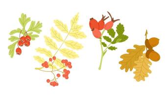 Autumn leaves and berries in colorful hand drawn flat style. Simple botanical stickers. Clipart of doodle drawings isolated on white background vector
