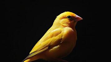 Canary isolated on black background photo