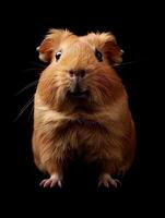 Guinea Pig isolated on black background photo
