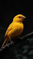 Canary isolated on black background photo