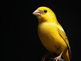 Canary isolated on black background photo