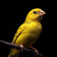 Canary isolated on black background photo