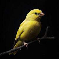 Canary isolated on black background photo