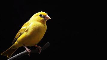 Canary isolated on black background photo