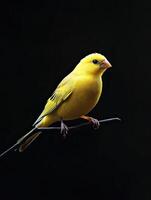 Canary isolated on black background photo