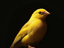 Canary isolated on black background photo