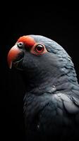 Parrot isolated on black background photo