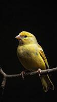 Canary isolated on black background photo