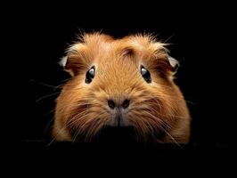 Guinea Pig isolated on black background photo