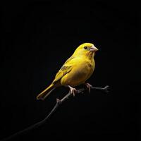 Canary isolated on black background photo