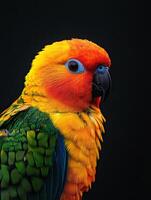 Parrot isolated on black background photo