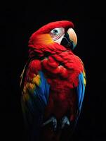 Parrot isolated on black background photo